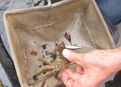 Wollhandkrabben und kleine Fische, Gründling und Kaulbarsch sind heute einziger Fang.