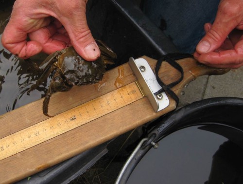 Die größte Wollhandkrabbe - wie sich das für fachliches Arbeiten gehört, wird jeder Fang vermessen.