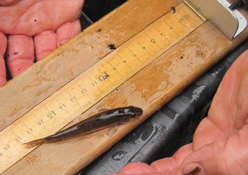 Geschafft - auch der Gründling hat seine Vermessung hinter sich.