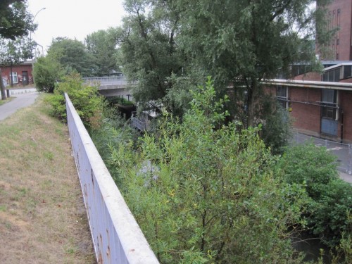 Das große Potential der Natur an dieser Stelle zur Selbstheilung ist immer wieder verblüffend. Der Baum-Mix stellt sich wieder ein - wenn man ihn lässt.