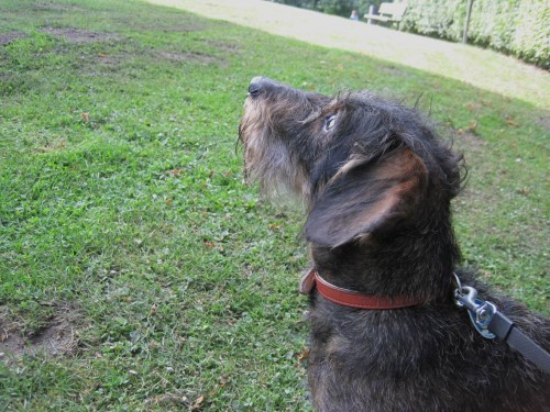 Ist der groß, Mann!