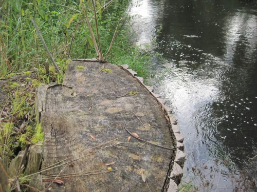 Riesige Pappelstümpfe säumen unseren Weg.