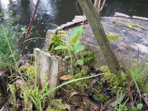 Im Vergehen bieten sie Jungbäumen, hier einer Erle, Entwicklungsraum.