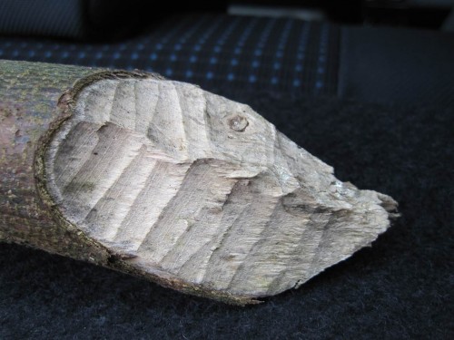 Ganz eindeutig - nicht nur Weide und Pappel, der Biber scheint auch Bergahorn-Jungstämme zu mögen.