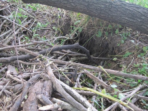 Eine eingestürzte alte Burg zeigt, dass das Tier (oder sind es mehrere ?) schon länger hier lebt und es sich gut gehen lässt.