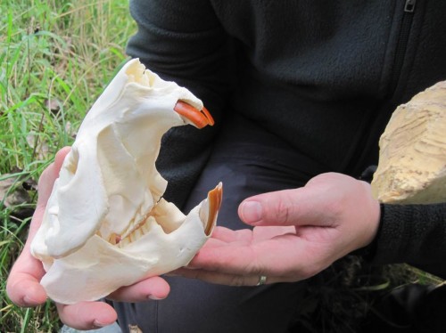 Schon interessant, so ein Biberzahn wächst lebenslang nach.