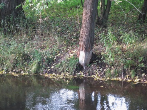 Ah ja, hier war wohl der Biber aktiv.