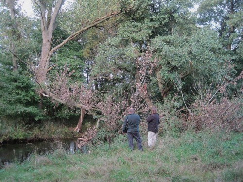 Biber-Fachleute vor großem Pappel-Abbruchast - ist hier etwas zu finden?