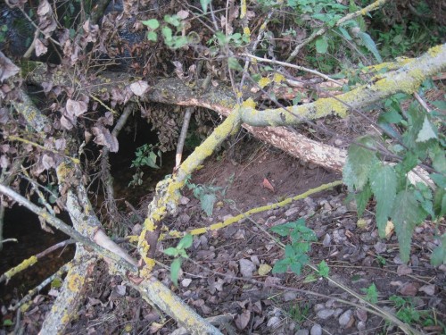 Oh ja, deutlich sichtbar der Zugang aus dem Wasser, im Kronenbereich jede Menge entrindete Äste.