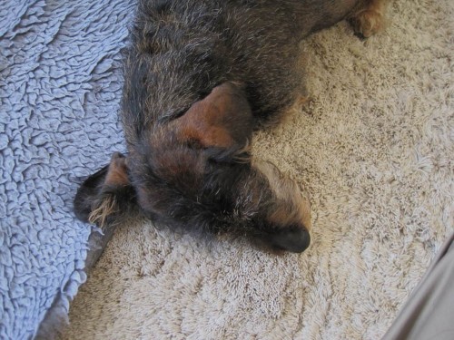 Gut angekommen. Socke vereinnahmt seinen Lieblingsteppich.