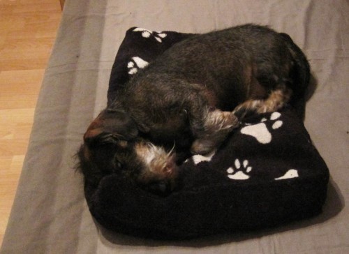 Während Berlin-Profitourist Socke regeneriert ...