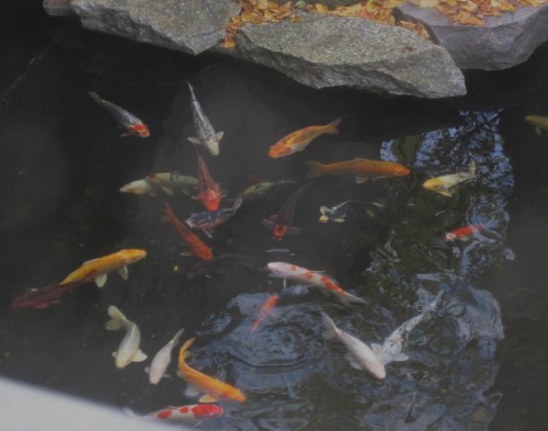 Und draussen vor der Tür - jede Menge Geld, nee, Koi.