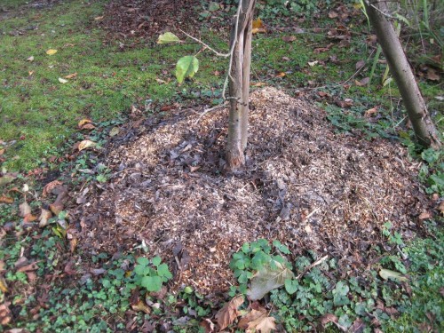 Und wer freut sich? Obst- und andere Bäume, Beeren- und andere Sträucher, nahezu jegliche Stauden, Büsche, Bäume.