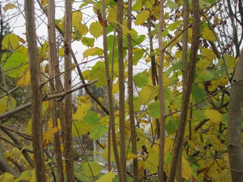 Hölzchen und Stöckchen für 2014 ff. wachsen bereits heran.