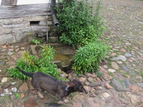 Gute Lösung fürs Regenwasser - oberflächig ableiten. Tiere finden eine Tränke, Vögel baden hier auch gern.