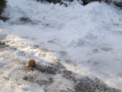 Da liegt er nun auf der Terrasse, der Apfel.