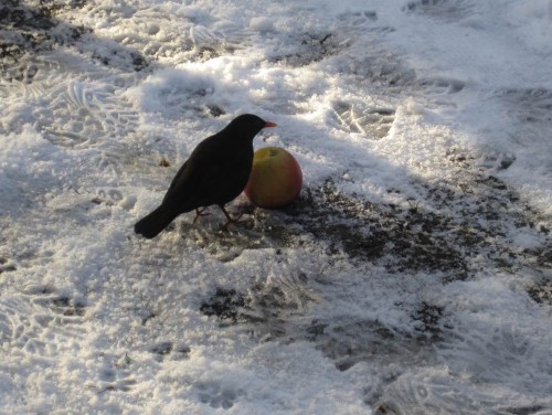 Schnell ist ein Amselhahn als Vorkoster zur Stelle.