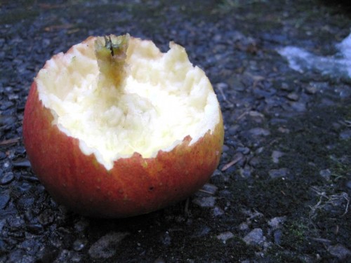 Sehr gefragt von vielerlei Federvolk, wie man am Ergebnis sieht.