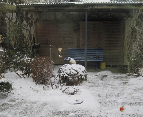 Der Rabe im Schnee. Kaum kann man das Bisschen Weiss Schnee nennen - immer noch kalt-trocken und pulverig.