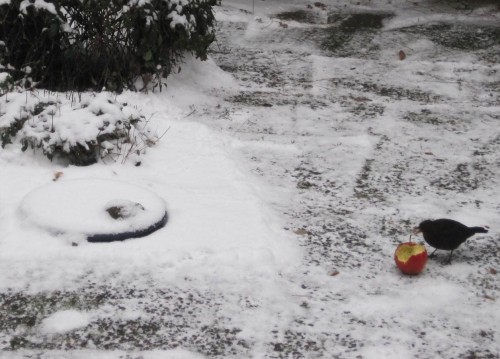 Ungeachtet des Unbills neben dem Straßenraum "draussen vor der Tür", der tägliche Apfel wird genossen.