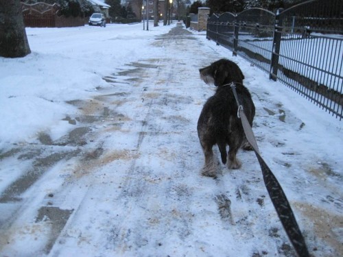 Zufrieden zeigt sich Kampfdackel Socke nur auf ca. 10 % des Fußwegs. So wenig nur sind ohne Salz geräumt - hier mit geeignetem, abstumpfendem Material bestreut.