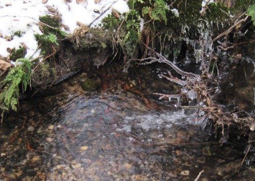 Und so, zum Beispiel, sieht der oberste Teil eines naturnahen, winterwarmen Bachs aus - Eis in der Luft, lebendiges Fliessen über Kiesgrund.