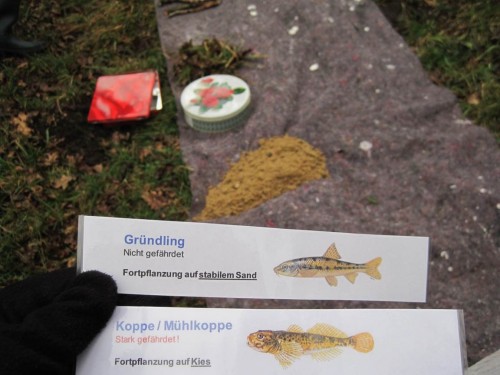 Fischkärtchen mit Öko-Ansprüchen - jede Karte repräsentiert 1 % der Fischgemeinschaft. Jeder der 50 Kursteilnehmer erhält also 2 Kärtchen. - Wo werden sie landen?