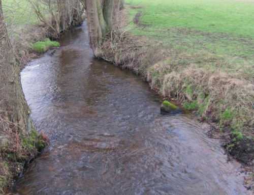 Und so sieht ein fachkundig restaurierter Geestbach aus. Meerforellen haben bereits daran gearbeitet. Ihre Laichbetten - Loch geschlagen, der Kies von der Strömung auf einen kleinen Berg gehäuft - belebt die turbulente Charakteristik der Fintau.