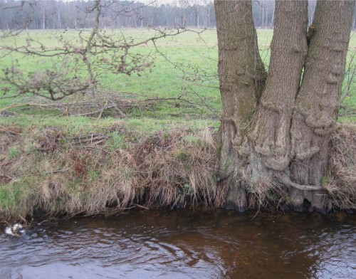 Hier noch einmal im Detail die Meerforellen-induzierte Sohlstruktur vor individueller Alt-Erle: Strömung von rechts, das von den Laichfischen "gegrabene" Strudelloch, abwärts der rauschende Kiesberg mit den Eiern drin.