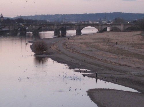 Abends an der Elbe, ein Vogelmäster am Werk.