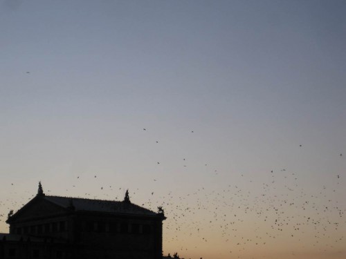 Da sind aber auch Vögel ...