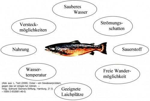 Mindestanforderungen für selbstreproduzierende Fischbestände - sie gilt es zu erfüllen.