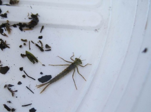 Aus Erlenwurzeln findet sich eine Kleinlibellenlarve ein, vielleicht die Prachtlibelle Calopteryx virgo - guter Bach-Indikator.