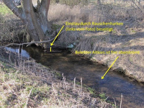 Schnell die Kontrolle bachaufwärts: Ja, der Einstau ist weg, der mit Organismen besiedelte Altkies wird frei überströmt. So soll es sein.