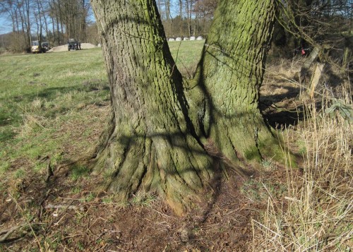 Es geht heimwärts. Letzter Blick auf diese vor Jahrzehnten genutzte Erle, jetzt alter Doppelstamm. Der Wurzelbereich dürfte weit über 100 Jahre alt sein.