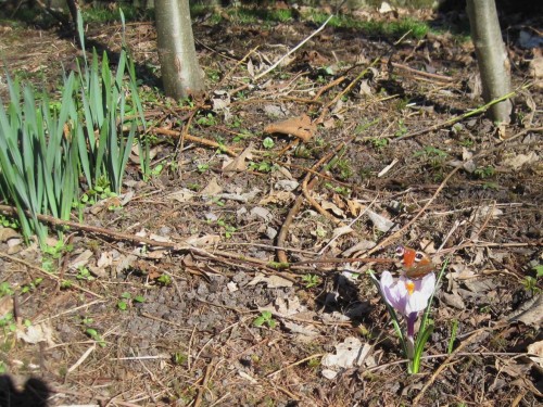 Auch die Schmetterlinge haben ihr Winterquartier verlassen. Das Pfauenauge hat Kleinen Fuchs und Zitronenfalter als Kollegen hier im Garten.