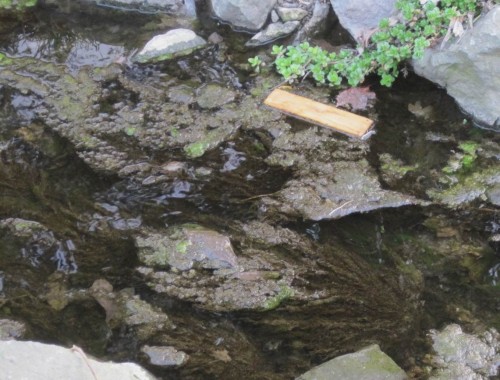 Dem prallen Sonnenlicht ausgesetzt - der standorttypische Gehölzsaum fehlt (noch) - wird hier gewässerschädlich Biomasse überproduziert.