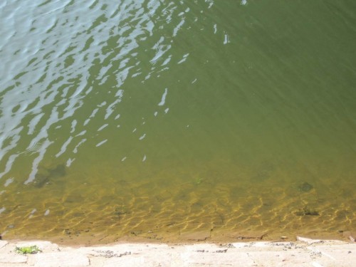 Der Blick ins klare Wasser vor dem Steinufer zeigt: Dies ist kein Lebens-, höchstens ein Durchzugsraum.
