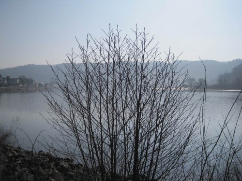 Vorbei geht es an standorttypischen Bäumen, Erlen ...