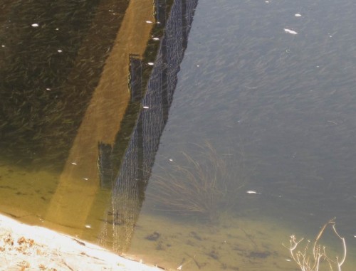 Brückenspiegelung in der Ittermündung - tja, was ist das nun?!