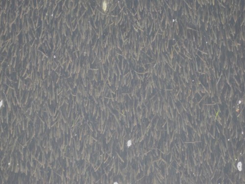 Die Auflösung: das sind Ukelei-Laichschwärme, begleitet von einer Unzahl Rotaugen. - Es gibt ihn also, "den Schwarm" auch hier, nicht nur in den Meeren.