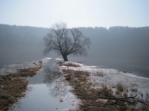 Die alte Weide im Einstau auf dem Flügeldamm. Bald werden ihre Wasserwurzeln wieder trocken fallen. - Ich kehre um.