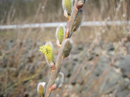 Zur Zeit meines Spaziergangs blühten gerade erste Weidenkätzchen auf. Die dürften inzwischen von Bienen und Hummeln völlig abgestrubbelt sein.