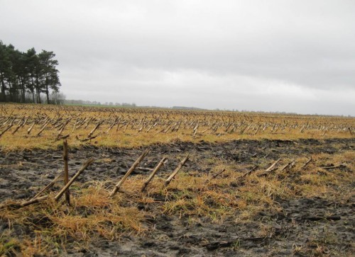 Ein Bisschen Detail vom Agro-Gelb.
