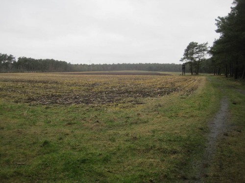In der Fläche - Agro-Gelb. Kaum Grün bleibt.