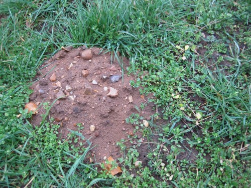 Eindeutige Zeichen im Umfeld, hier ein Maulwurfshaufen: steinig-lehmige Moräne - hier fliessen von Natur aus Stein-/Kiesbäche.