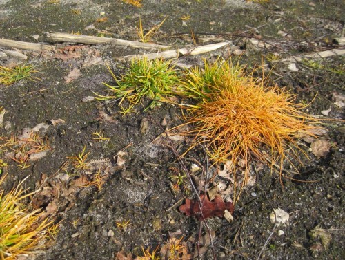 Na, das da! - Wer die Augen öffnet, und den "orangen Blitz" erkennt, wird ihn künftig überall sehen, gehört er doch offenbar zu heutiger Agrarrealität.