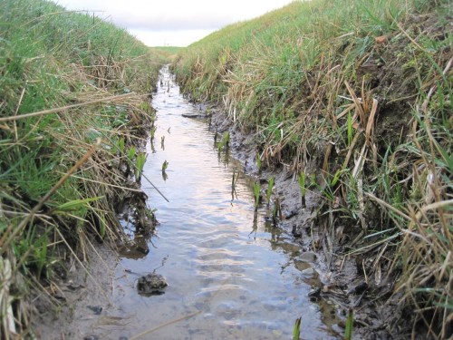 Tief ausgehoben, maschinenunterhalten und völlig unbeschattet liegt dieser Quellbach im Gelände. Sumpfpflanzen werden sein Profil angesichts des Lichtüberschusses demnächst zuwachsen.
