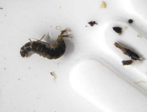 Und siehe da, immerhin: köcherlose Köcherfliegenlarven tauchen in Kiesstrecken auf.