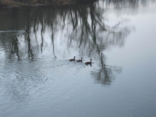 Gänse vor Auwaldspiegelung - noch sind Reste der beeindruckenden Baumriesen vorhanden.
